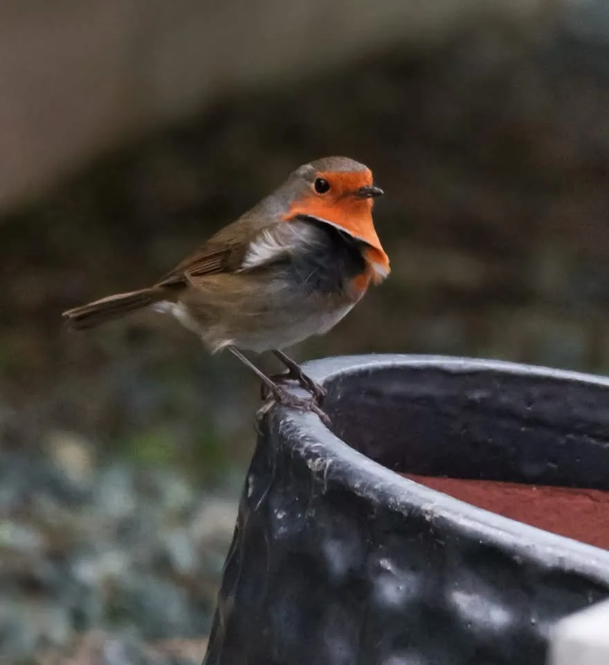 A close-up photograph of a European robin perched on the rim of a dark, weathered pot, its bright orange-red breast and face…