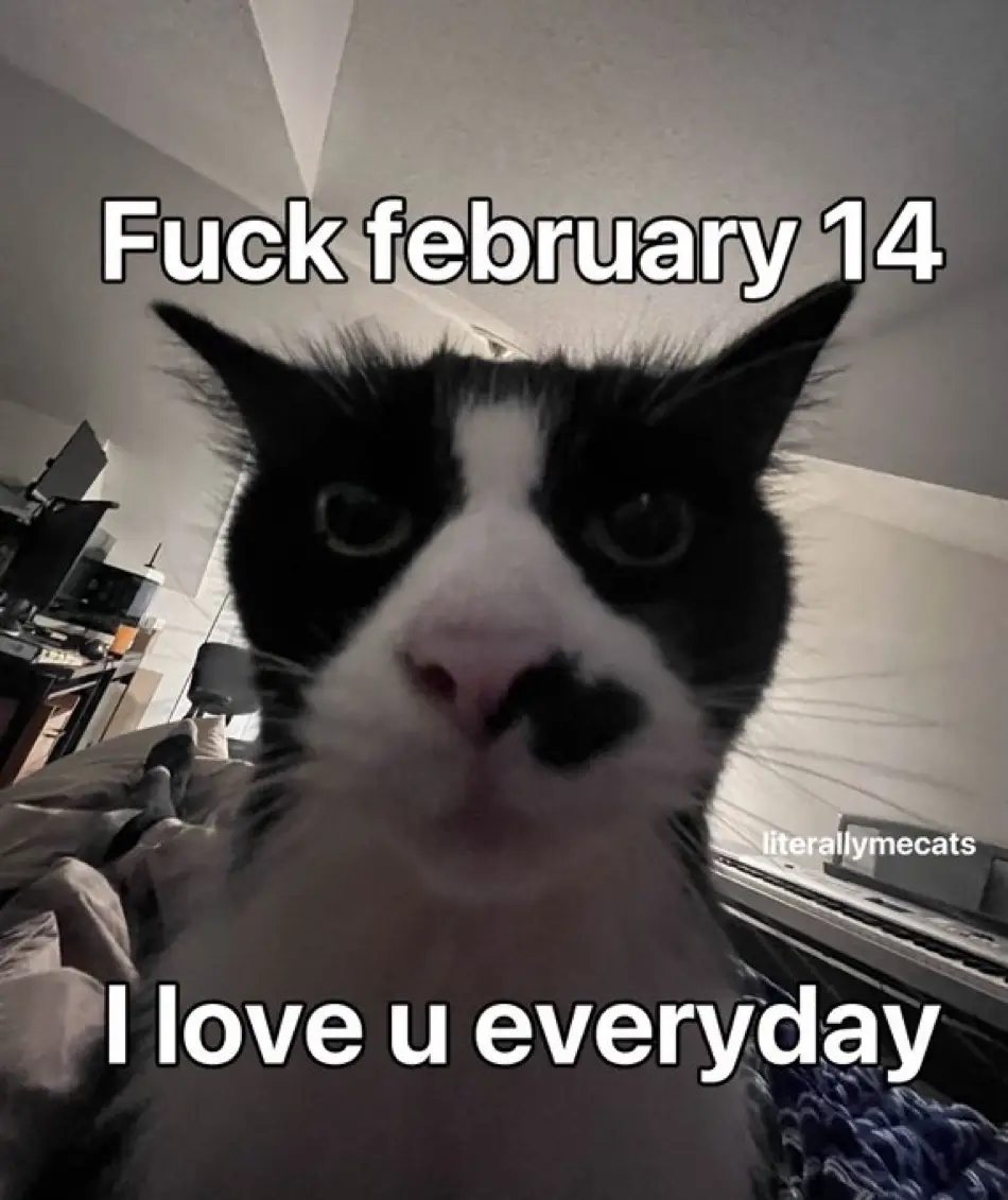 A close-up photo of a black and white cat staring directly at the camera with a slightly annoyed or unimpressed expression…