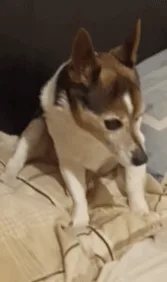 A small brown and white dog sits on a beige patterned bedspread, captured in six nearly identical frames showing its still…