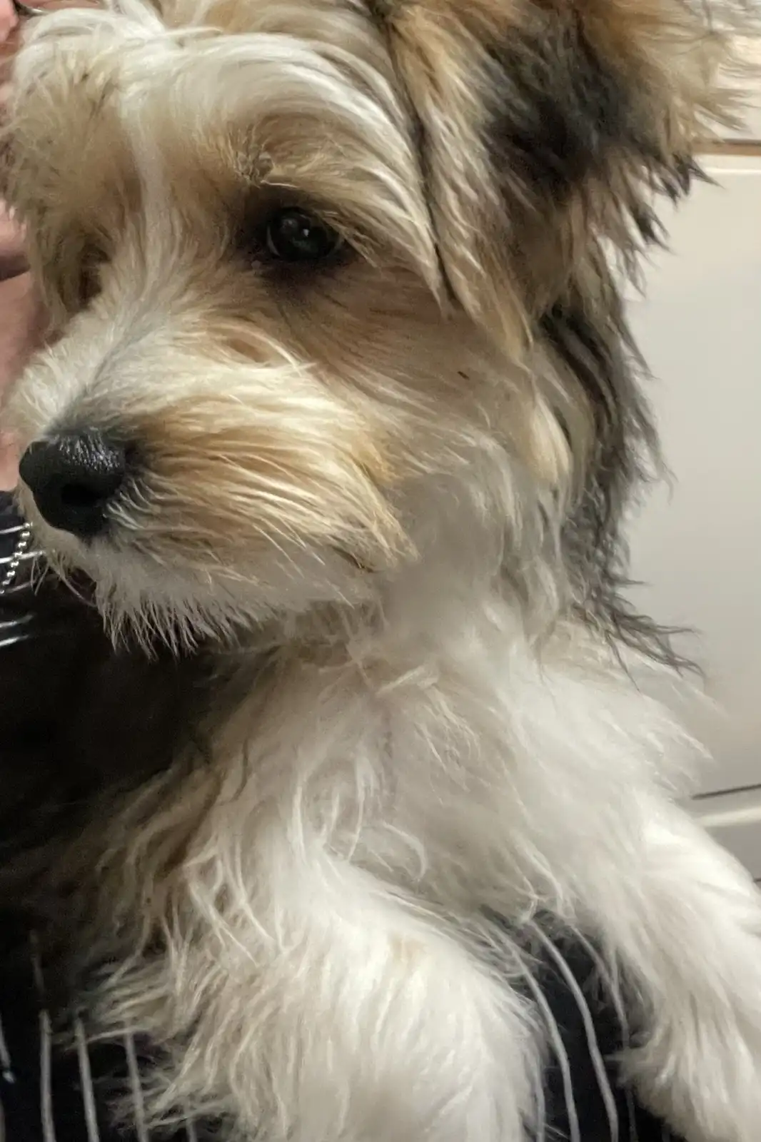 A close-up photo of a small, fluffy dog with light brown and white fur, looking slightly to the side with a calm expression…