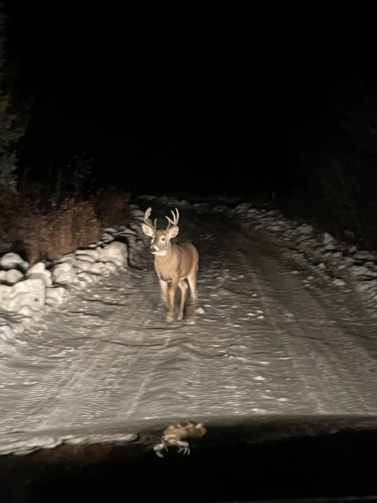 A deer with antlers stands in the middle of a snowy road at night, illuminated by headlights, while a small animal, possibly…