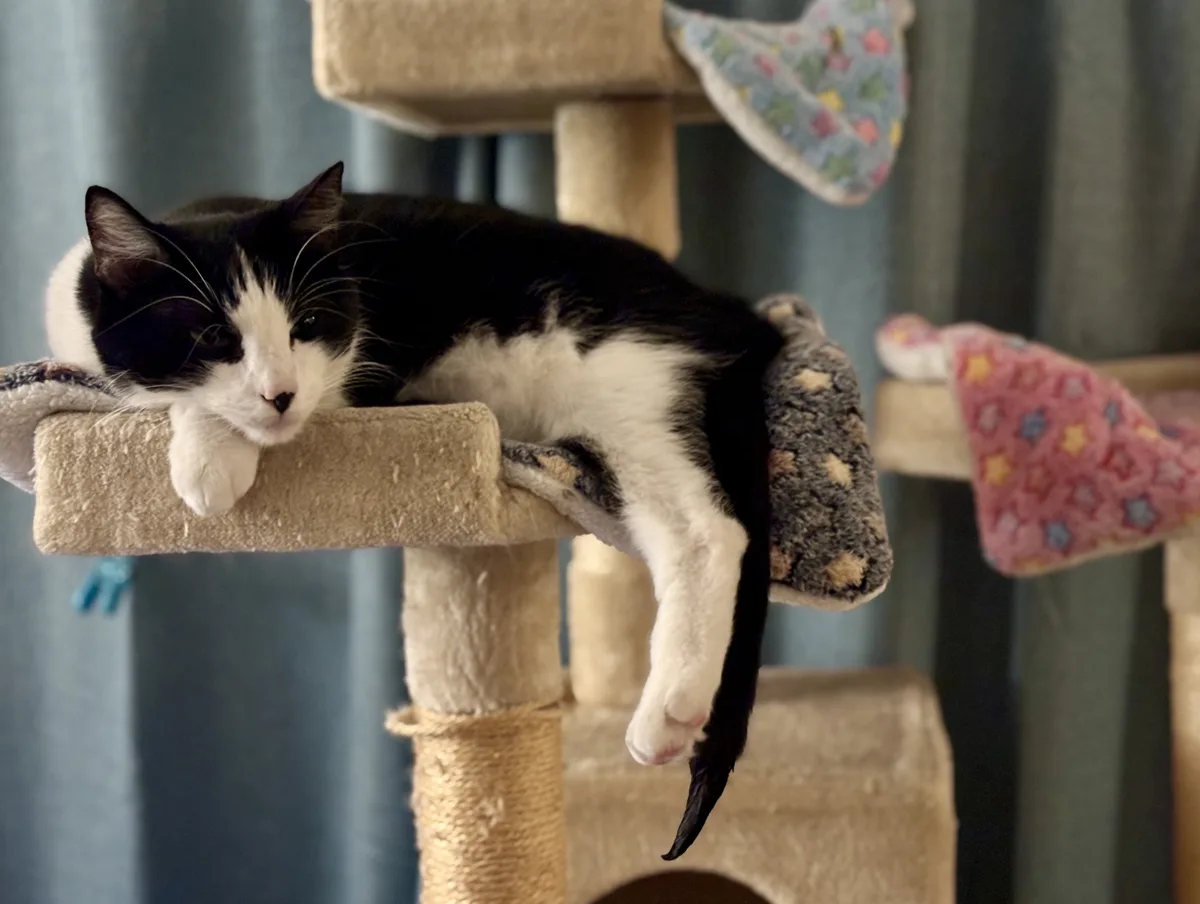 A black and white cat is lounging on a beige cat tree, its body stretched out with one paw dangling. The cat has a relaxed…
