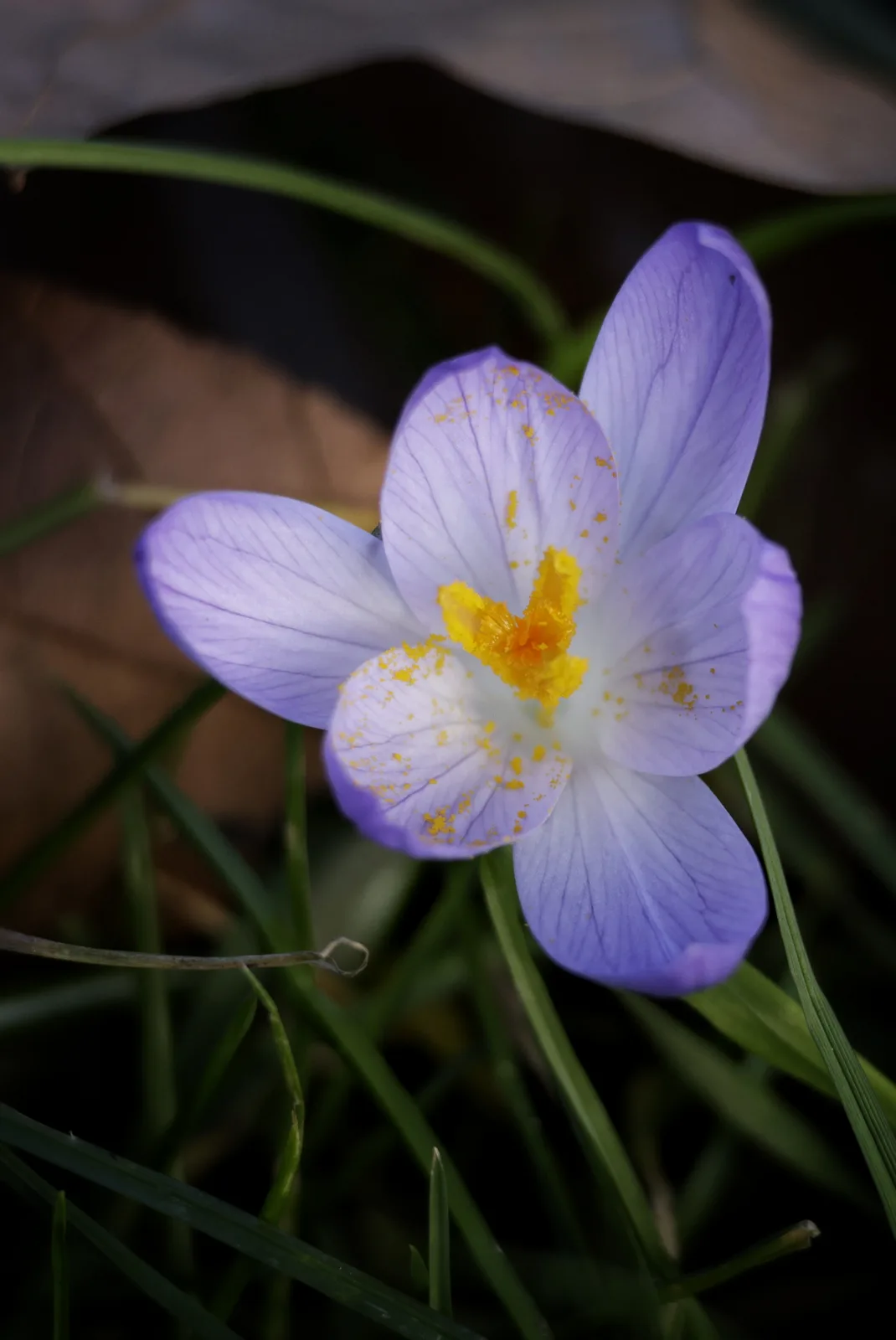 A close-up photograph of a light purple crocus flower with yellow pollen on its white center, surrounded by green grass and…