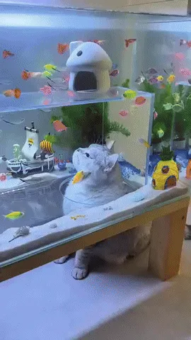 A collage of six images showing various cats in or near aquariums, with overlaid text reading 'i'm not a fish, i'm a cat'…