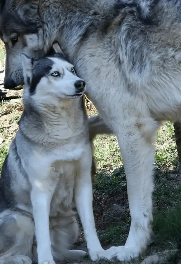A husky sits calmly on grass while a larger wolf stands behind it, nuzzling its neck. The husky looks off to the side with a…