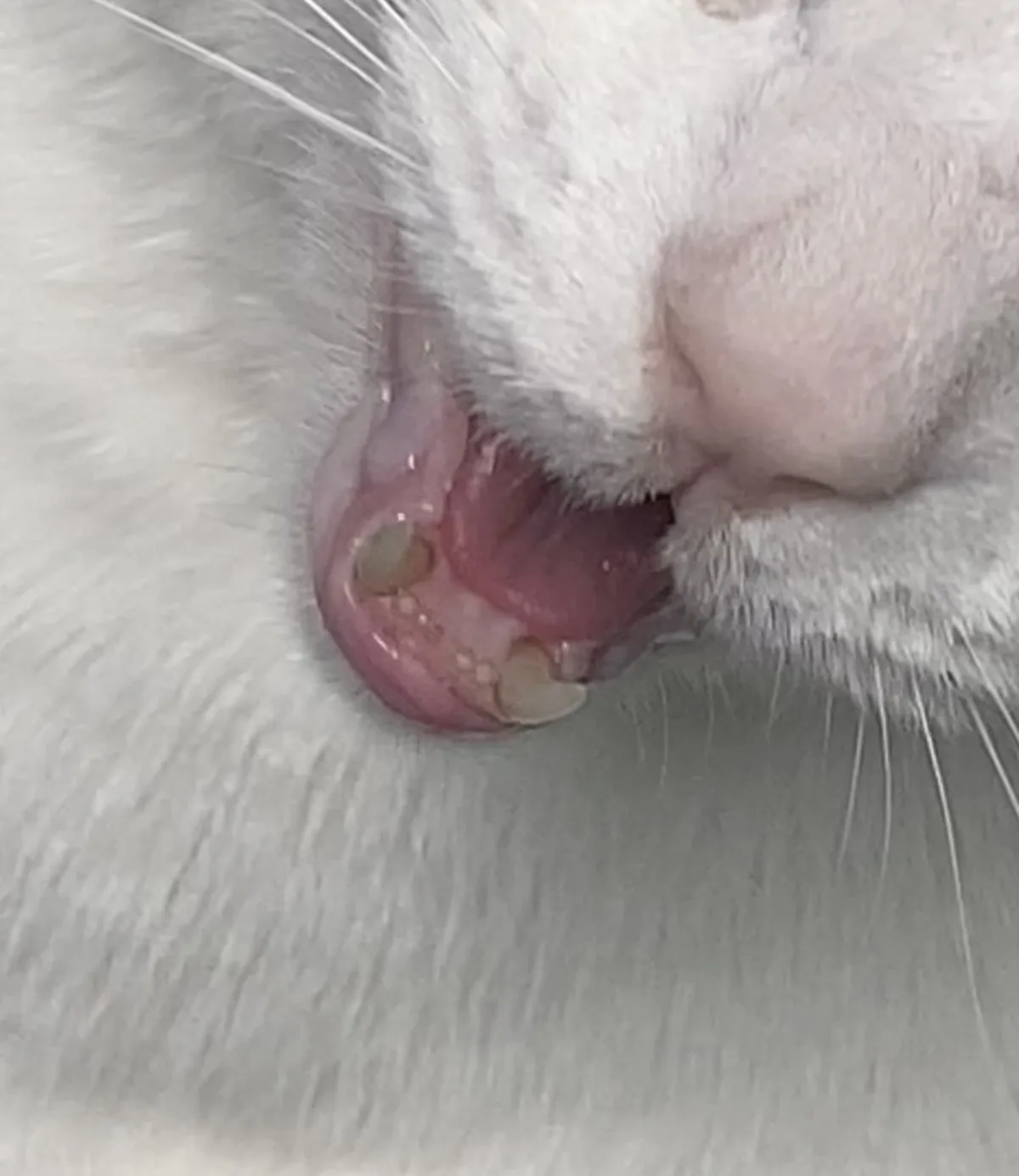 A close-up photo shows the open mouth of a white cat, revealing its pink gums and noticeably yellowed teeth. The overlaid…