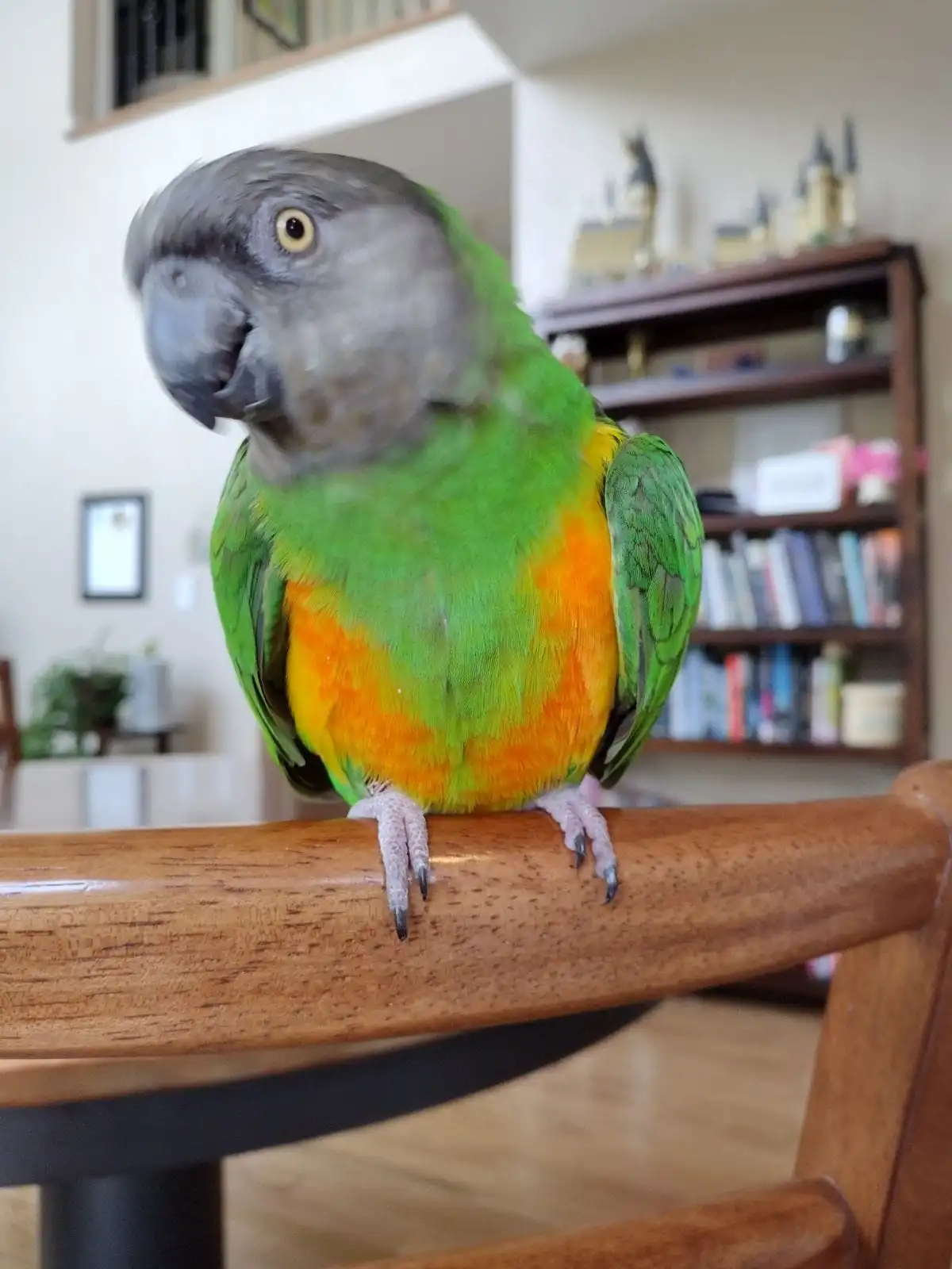 A close-up photo of a colorful parrot with a grey head, green body, and orange-yellow chest perched on a wooden chair back…