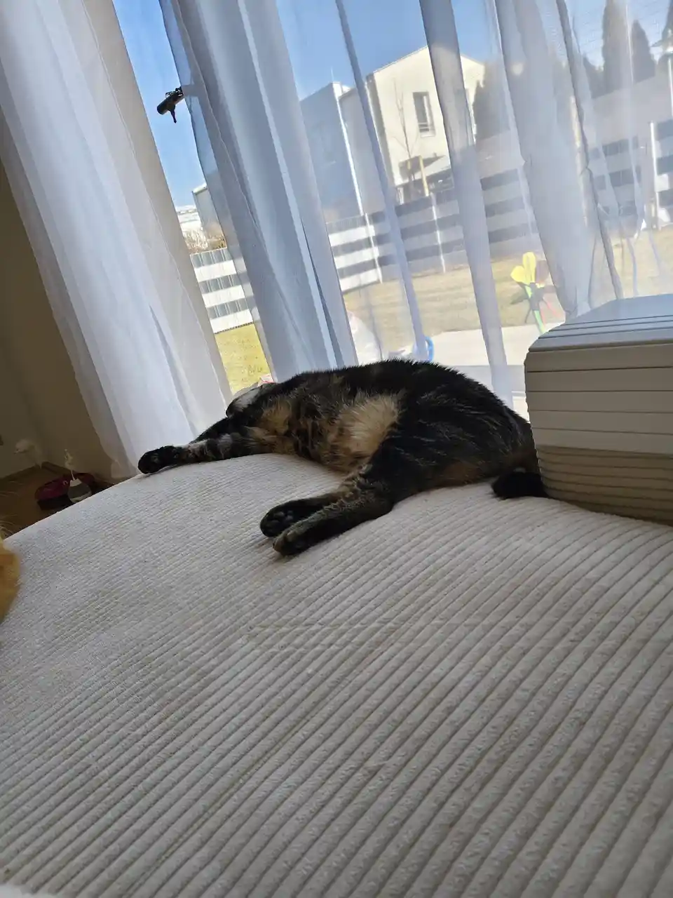 A black and tan cat is stretched out and sleeping on a white corduroy couch near a window with sheer curtains. Outside, a…