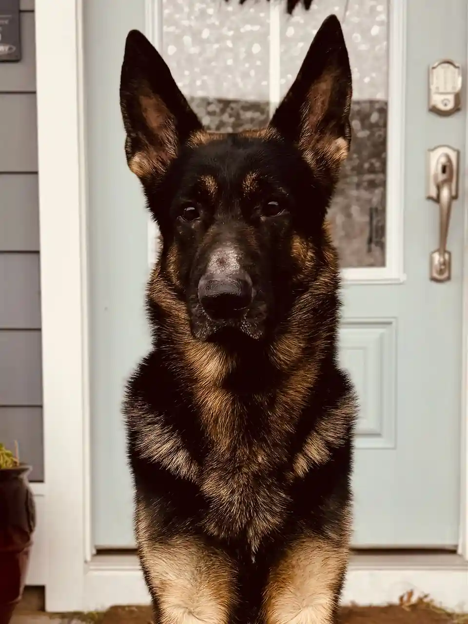 A German Shepherd dog sits upright on a porch in front of a light blue door with a silver handle and deadbolt. The dog has…