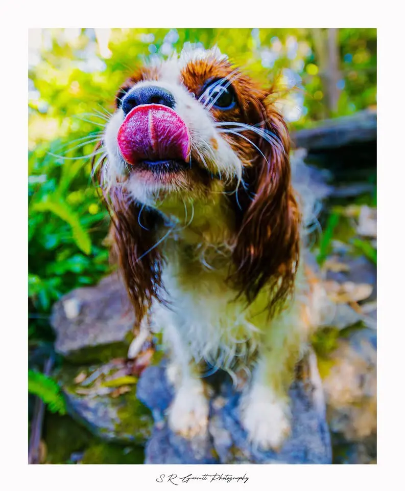 A close-up photo of a wet brown and white dog with its tongue out, standing on rocks in a green outdoor setting. The dog's…