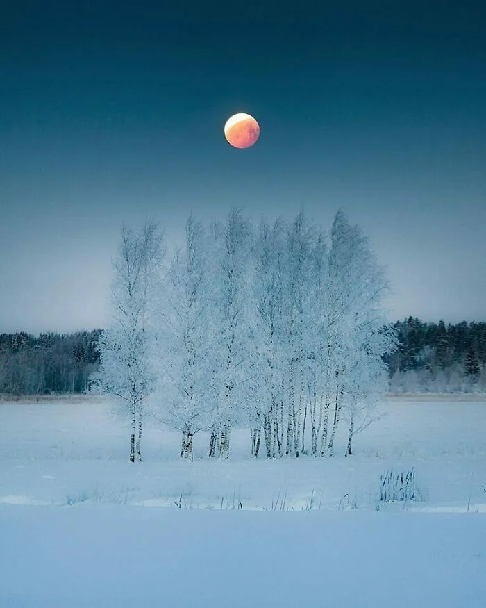 A serene winter landscape shows a snow-covered field with bare trees under a dark blue sky, where a large, reddish-orange…