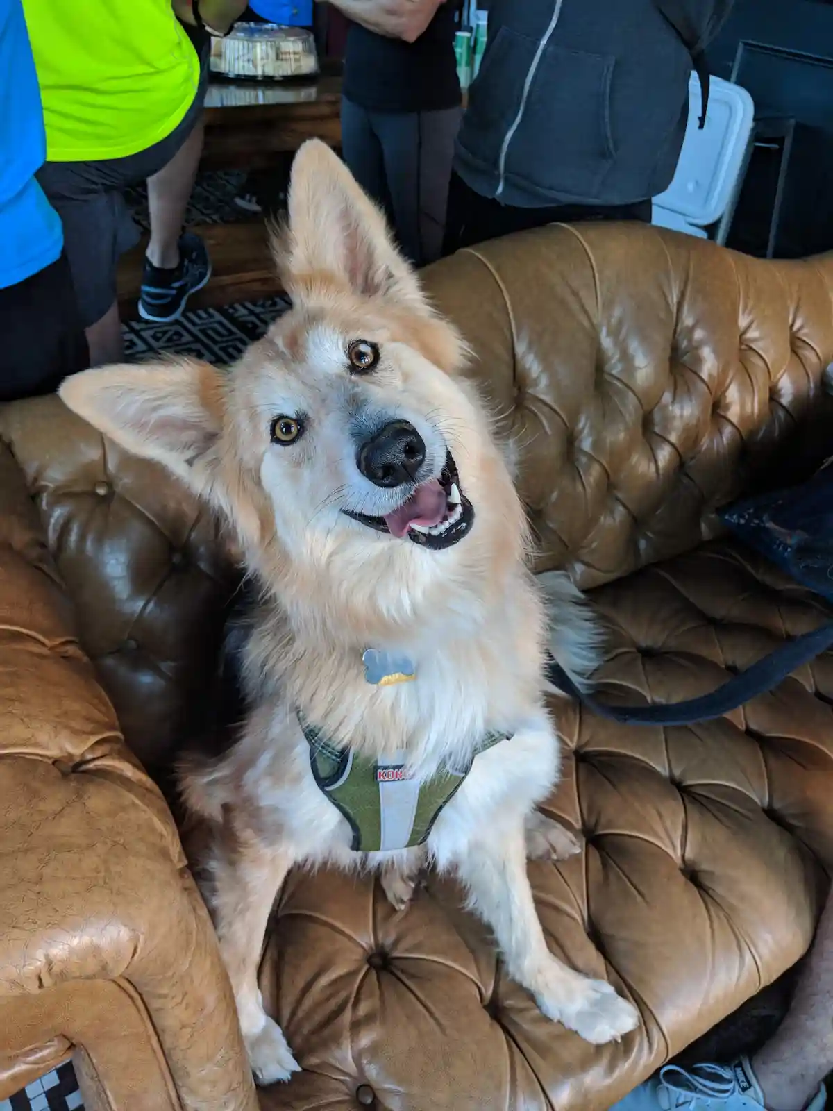 A fluffy, light-brown and white dog with perky ears and a happy expression sits on a brown tufted leather couch, wearing a…