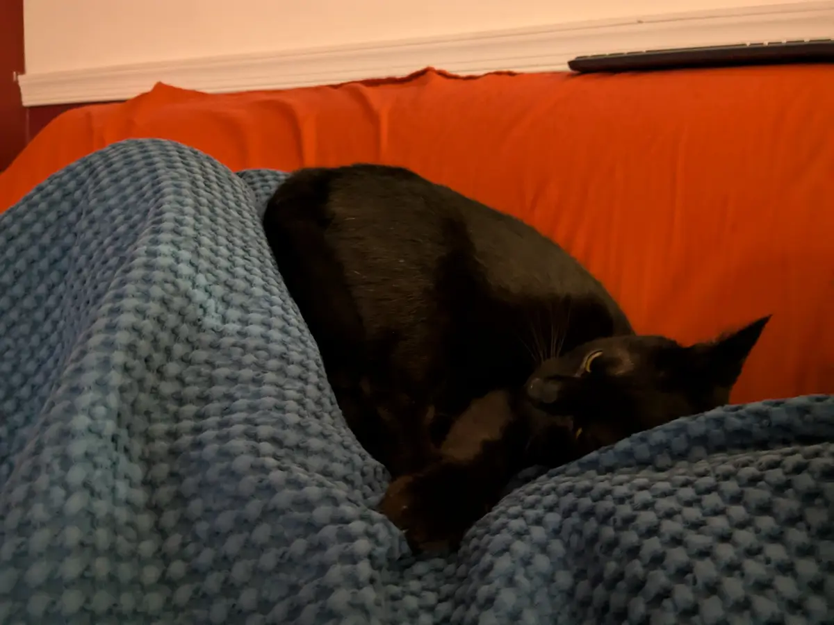 A black cat is curled up and partially hidden under a blue textured blanket on a red couch, with only its head and one ear…