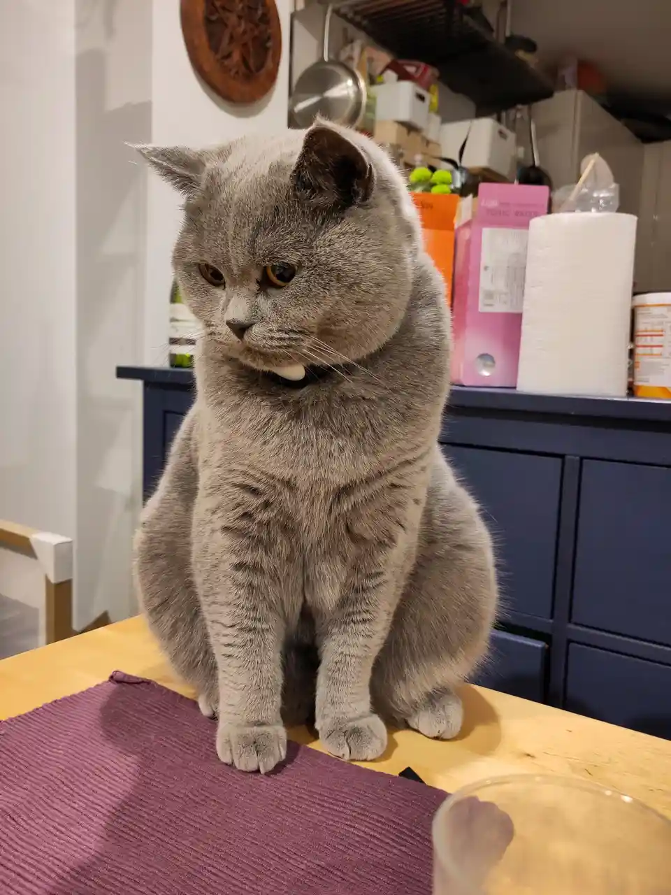 A gray British Shorthair cat sits upright on a wooden table with a purple placemat, looking down with a displeased…