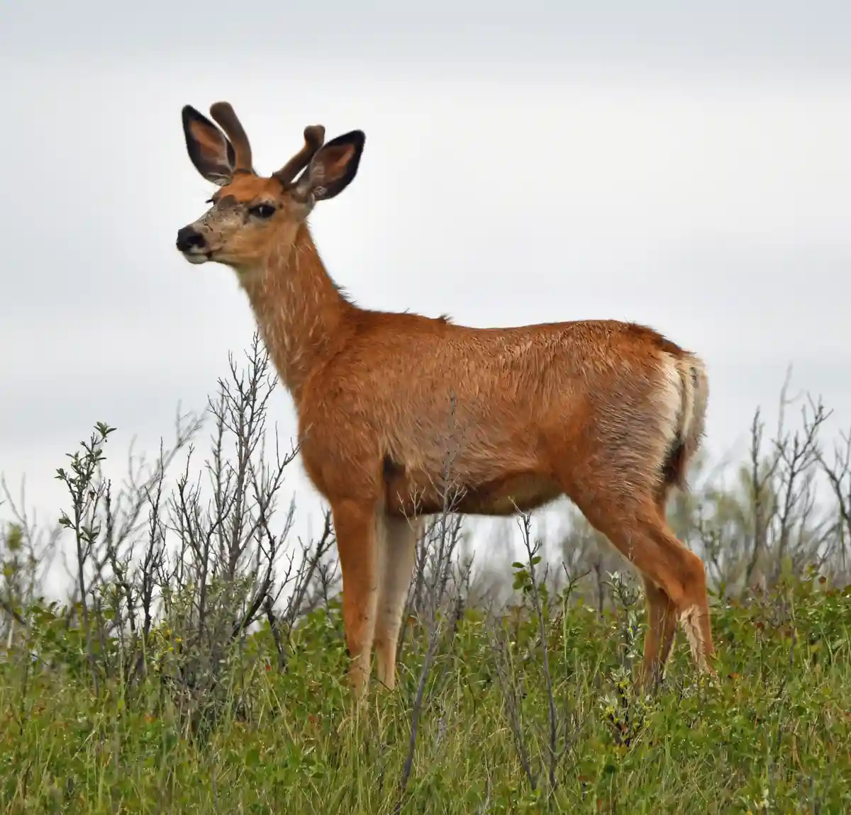 A female deer, likely a mule deer, stands in a grassy field with sparse shrubs under an overcast sky. Her fur is brown and…