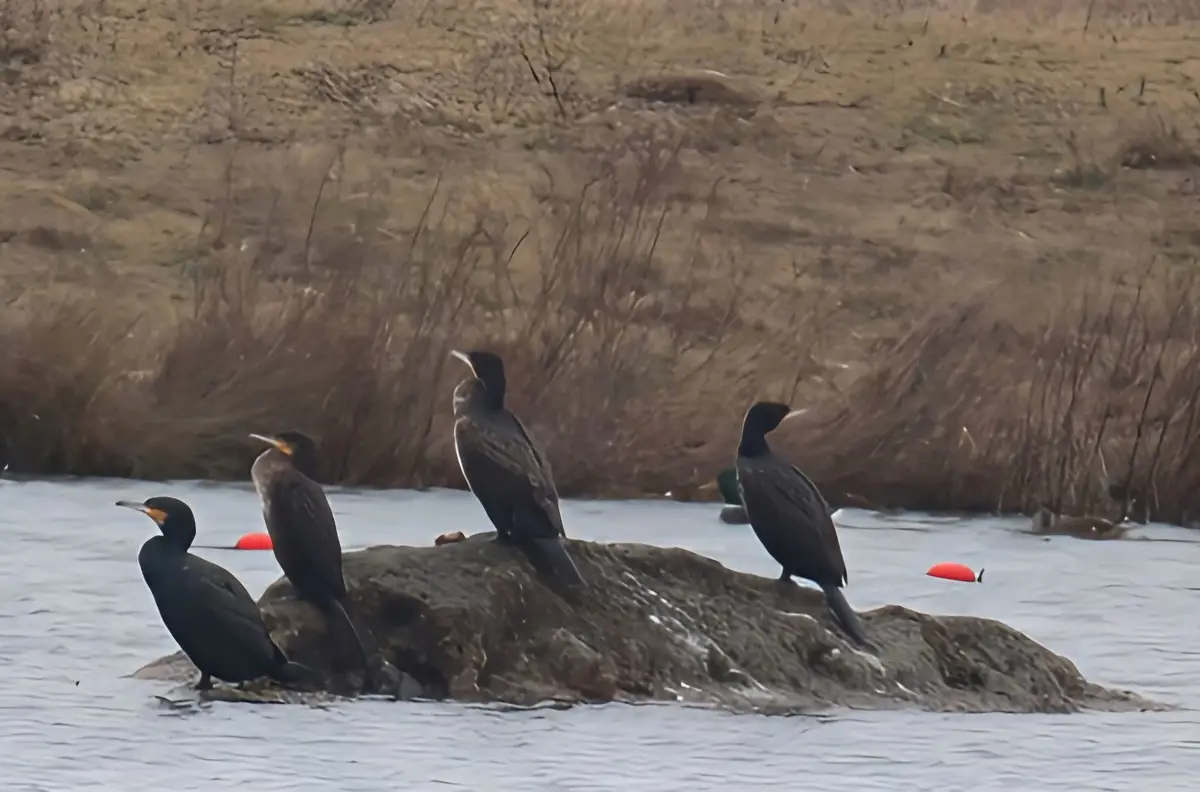 Four black birds, likely cormorants, are perched on a rock in the middle of a body of water with dry reeds in the…