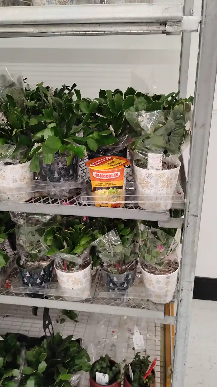 A metal shelf in a store displays numerous potted Christmas cactus plants wrapped in plastic, with a single cup of Mr…