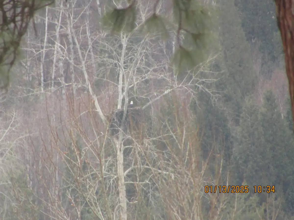 A blurry, low-resolution photo shows a bald eagle perched in a tree nest amid bare branches and distant forest, with a…