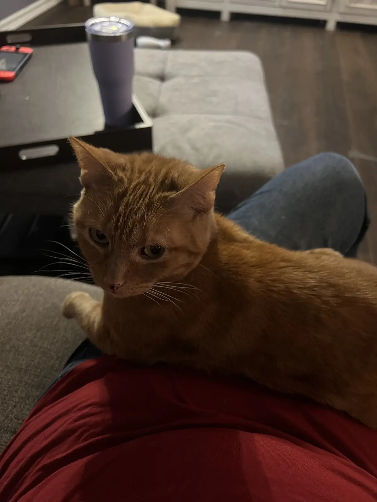 An orange tabby cat with a bored, unimpressed expression sits on a person's lap, looking directly at the camera. The person…