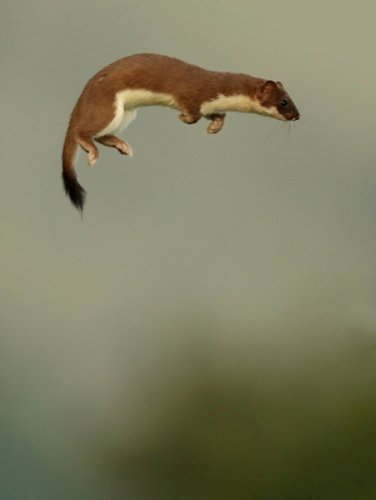 a brown and white weasel is captured mid-air, frozen in a leaping pose against a blurred natural background. The image has…