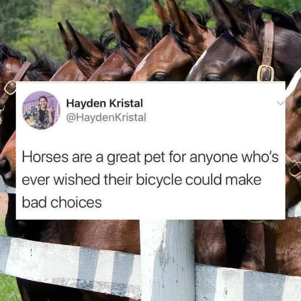 A screenshot of a tweet by Hayden Kristal overlaid on a photo of several brown horses with their heads peeking over a white…