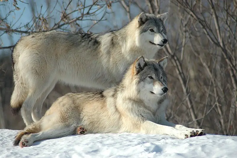Two wolves are pictured in a snowy landscape, one standing behind the other which is lying down. The standing wolf appears…