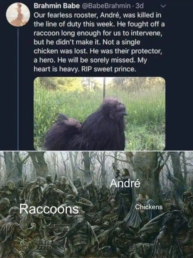 The image is a two-part meme. The top part shows a tweet from 'Brahmin Babe' mourning a rooster named André, who died…