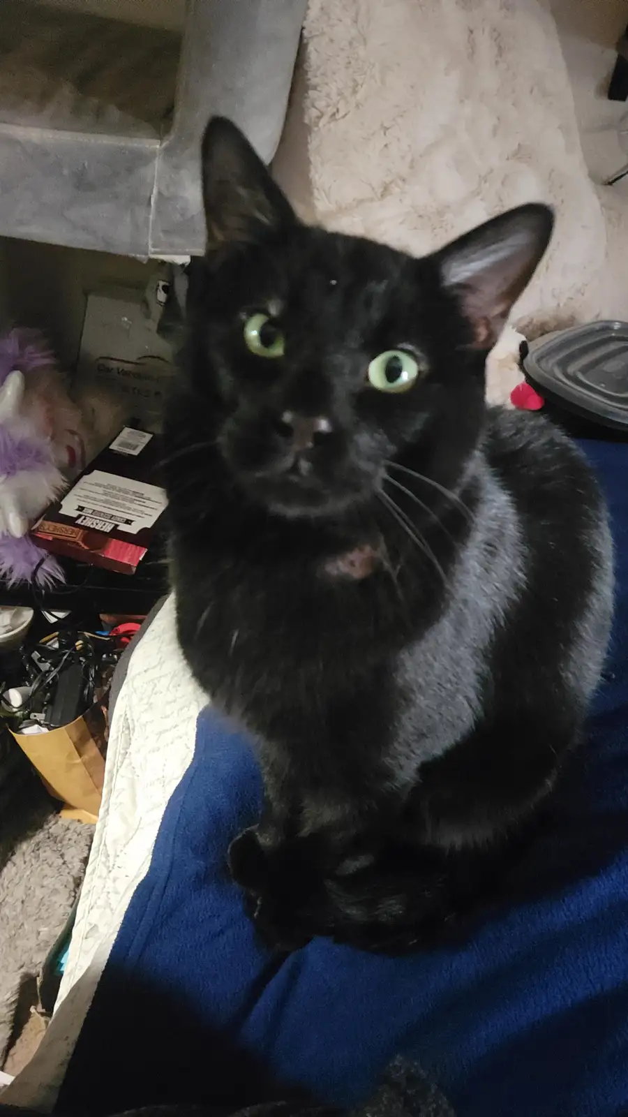 A black cat with wide, glowing green eyes stares directly at the camera while sitting on a blue blanket. The background…