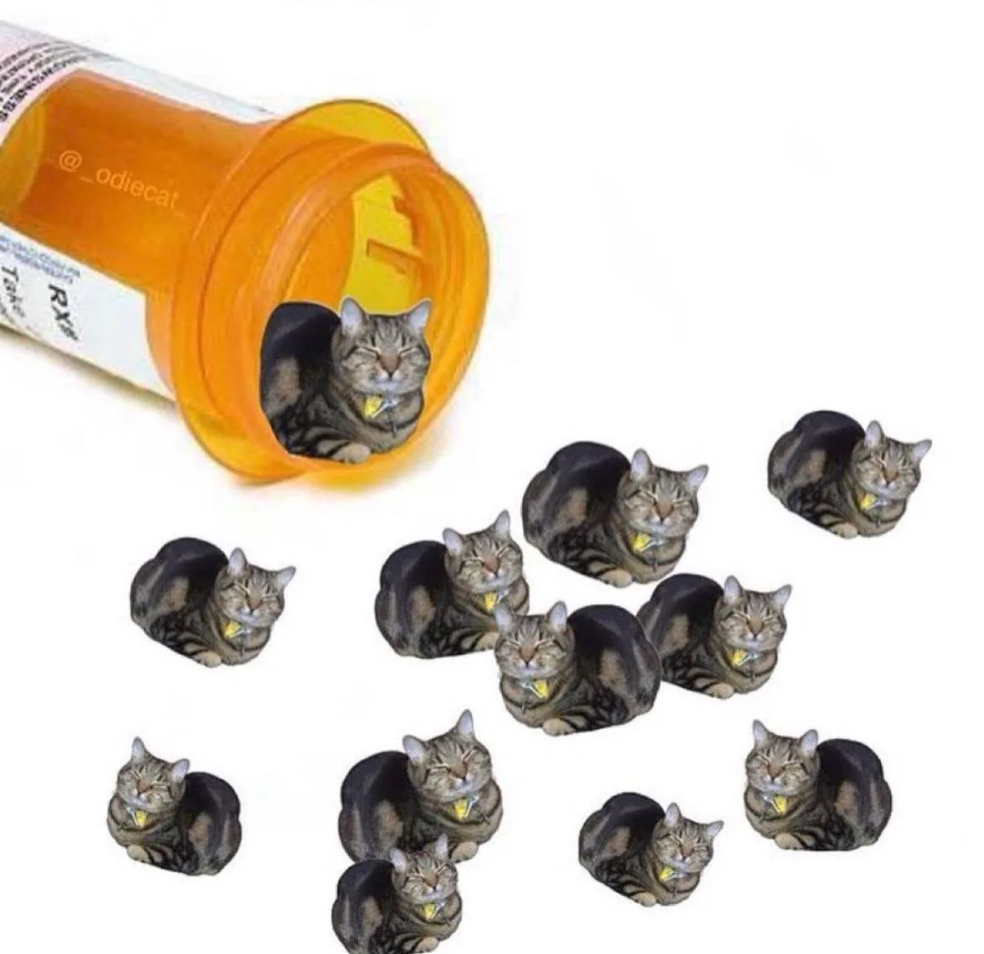 An orange prescription pill bottle is tipped over, with one tabby cat with a yellow collar emerging from the opening…
