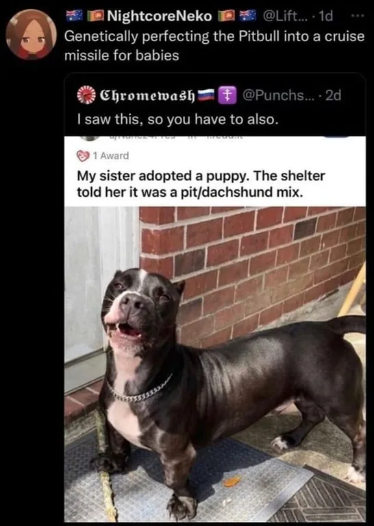 A black and white pitbull-type dog with a muscular build and a chain collar stands on a metal mat in front of a brick wall…