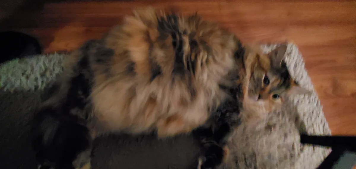 A blurry photo of a fluffy calico cat lying on a textured rug on a wooden floor, looking up with wide eyes. The overlaid…