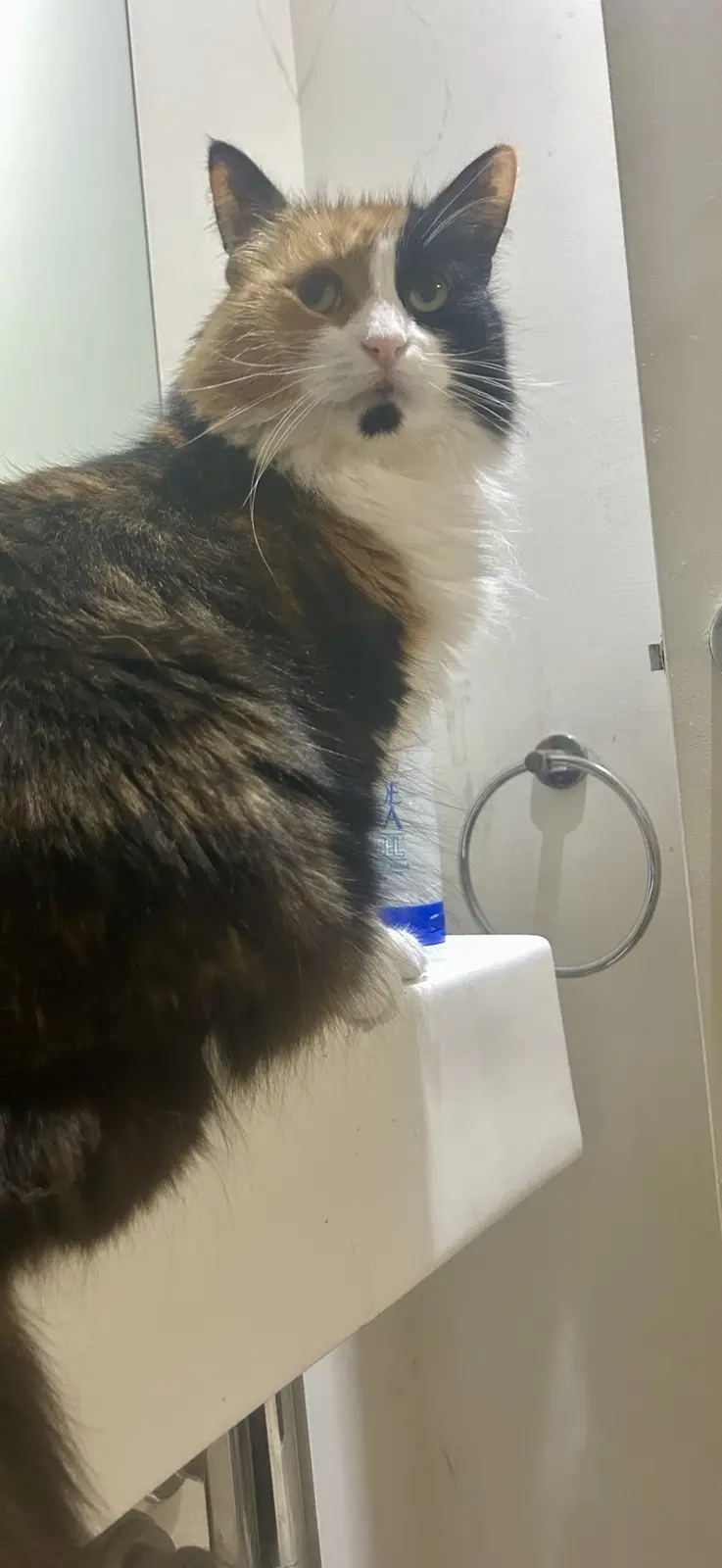 A calico cat with a white chest and black-and-orange patches sits on a white bathroom sink ledge, looking directly at the…