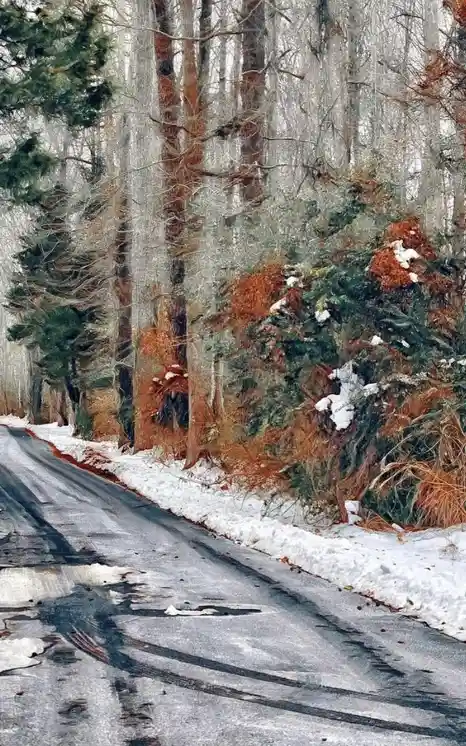 A snowy forest road with tire tracks, surrounded by bare trees and evergreens with snow on their branches. The overlaid text…