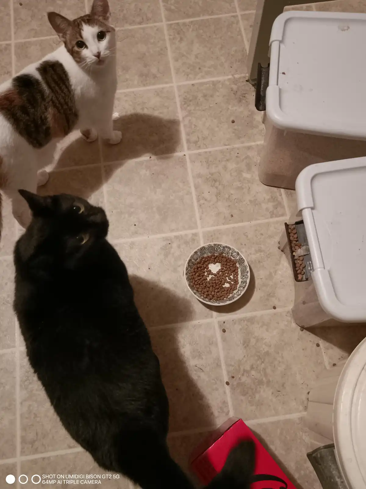 A black cat and a calico cat are on a tiled floor, both looking up at the camera. A bowl of kibble sits between them, and a…