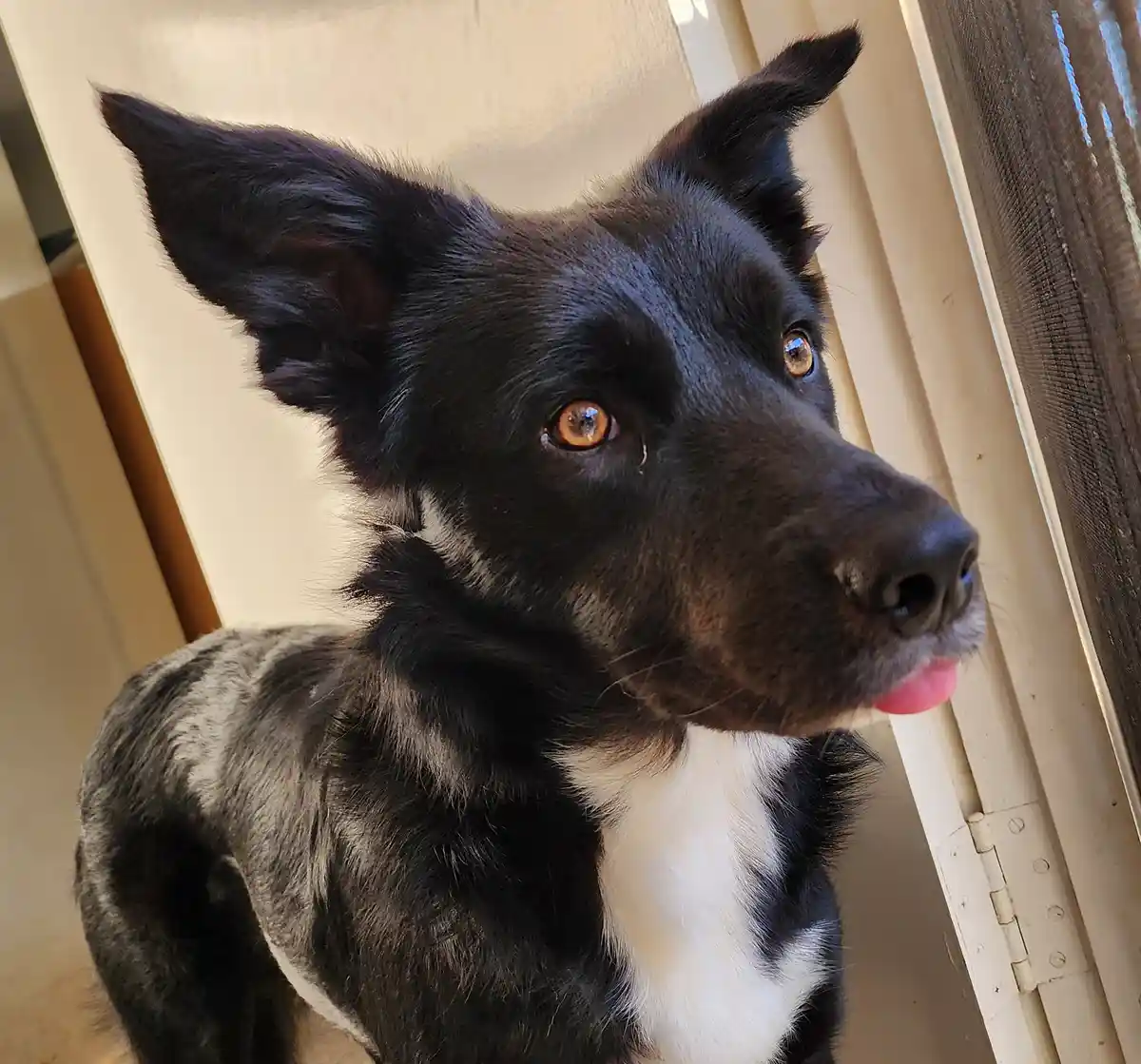 A close-up photo of a black and white dog with one tear visible on its face, looking slightly to the side with its tongue…
