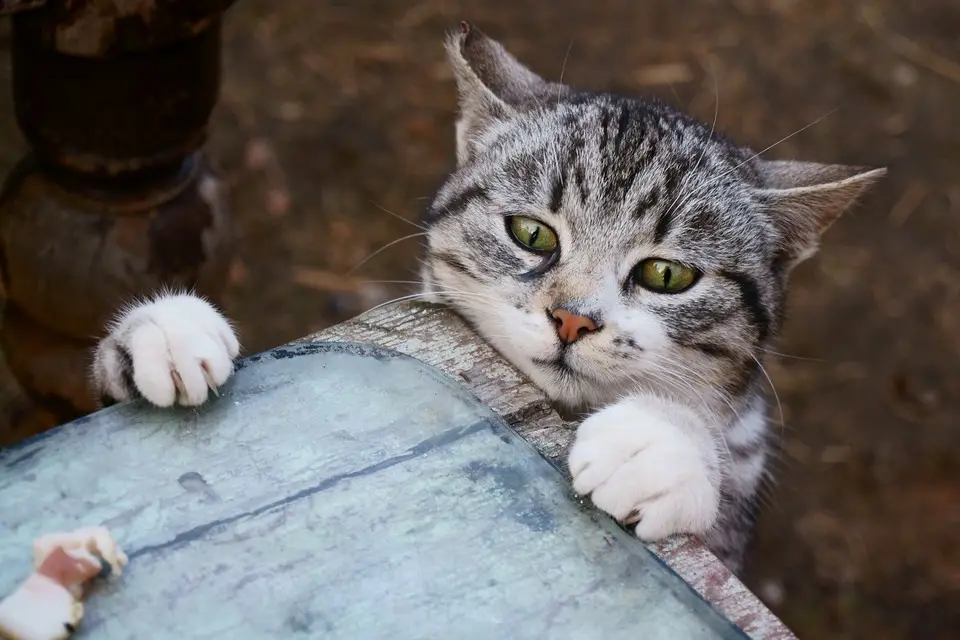 A gray tabby cat with green eyes rests its paws on a weathered metal surface, looking intensely at the camera with a serious…
