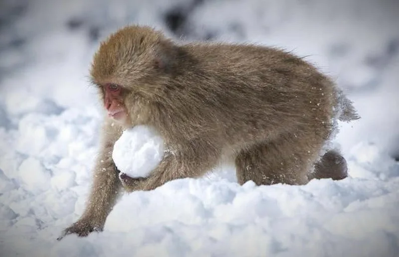 A furry brown monkey is crouched in deep snow, holding a large, round snowball in its arms. The monkey appears focused as it…