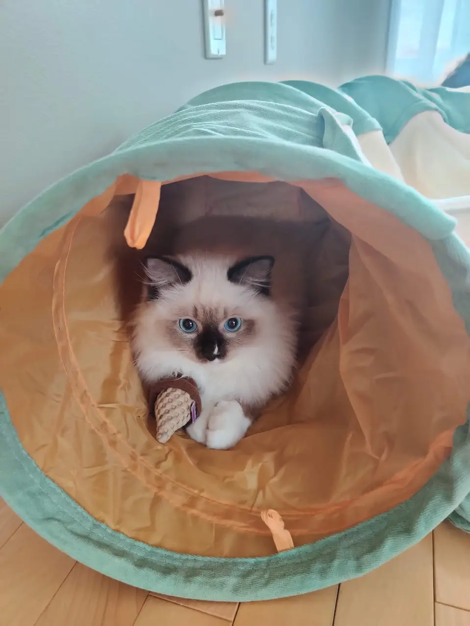 A fluffy, blue-eyed cat with dark markings around its face sits inside a teal and orange fabric tunnel toy, looking directly…