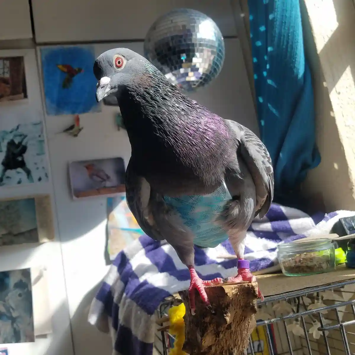 A grey pigeon with iridescent feathers and red eyes stands on a wooden perch, wearing a light blue patterned diaper. Behind…