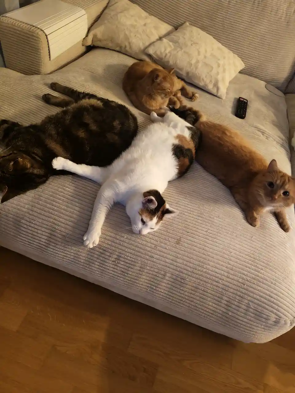 Three cats are lounging on a beige corduroy couch: a dark tabby lying on its side, a calico cat sprawled belly-up, and an…