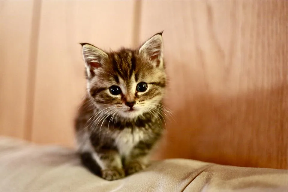 A small, fluffy tabby kitten with wide, innocent eyes sits on a beige fabric surface, looking directly at the camera. The…