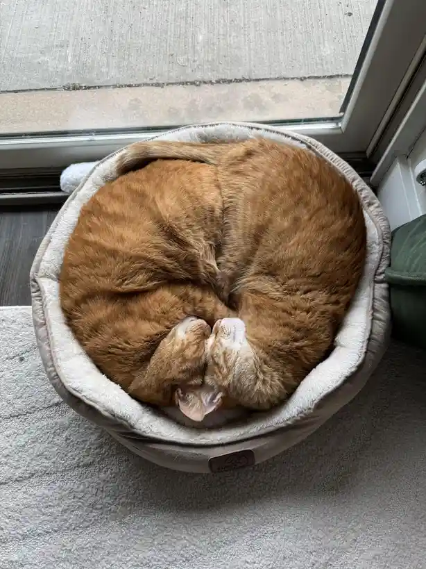 The Infinite Loop of Furoboros