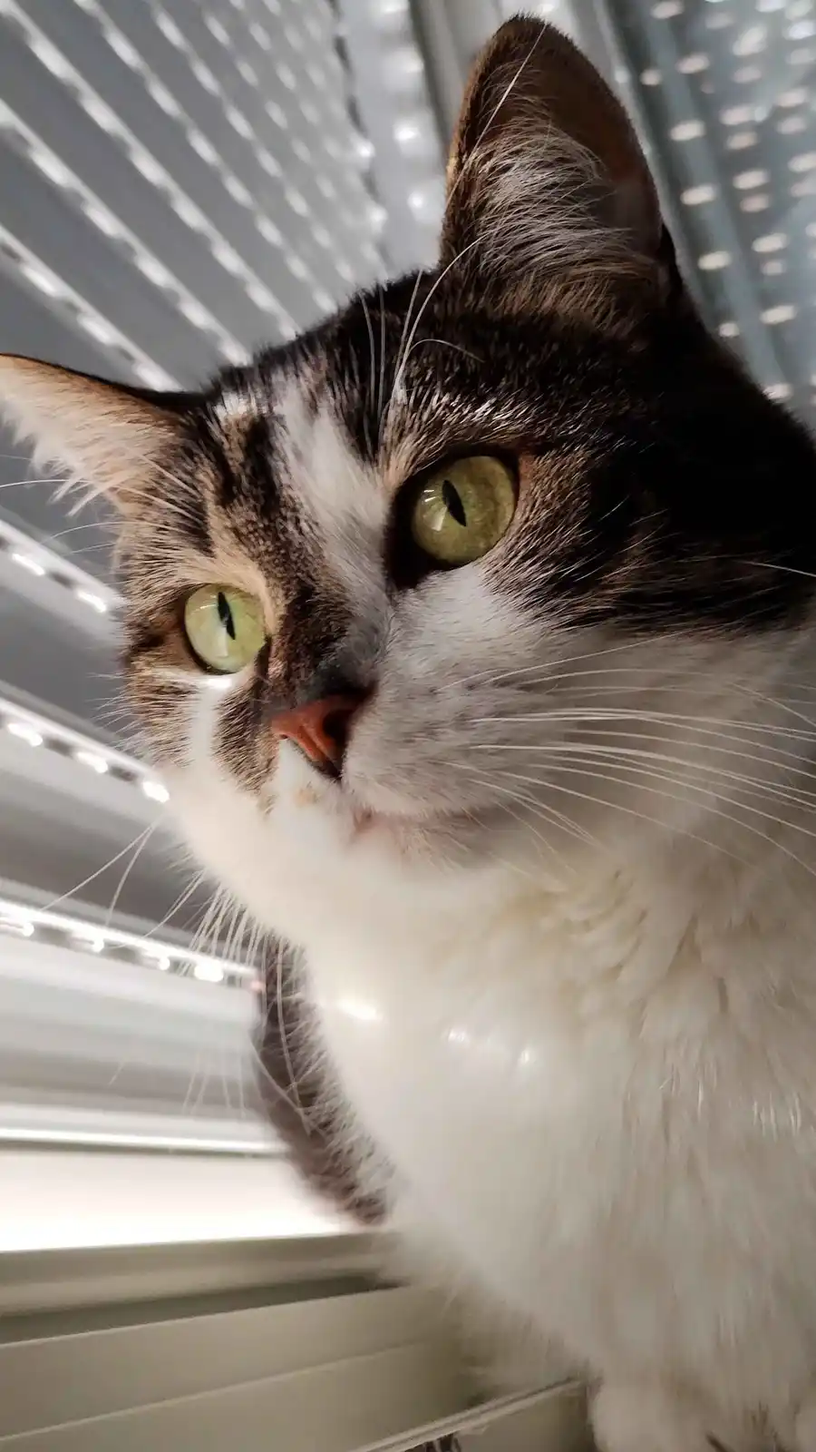 A close-up photo of a tabby and white cat with striking green eyes looking directly at the camera, positioned in front of…