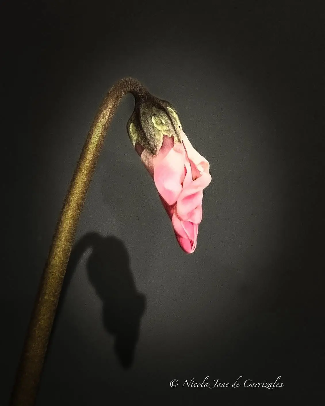 A close-up photograph shows a wilting pink flower bud drooping downward on a curved stem against a dark gray background. The…