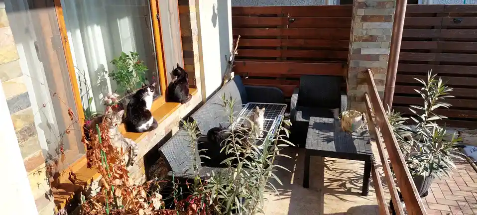 Several cats are lounging in various spots on a sunny outdoor patio, including on a windowsill, a wicker sofa, and a metal…