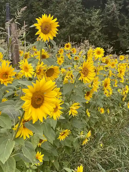 A field of bright yellow sunflowers with green leaves and stems, some facing the camera, others turned away, set against a…