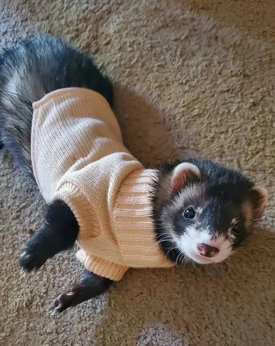 A black-and-white ferret wearing a light beige knitted sweater lies on its back on a beige carpet, looking up at the camera…