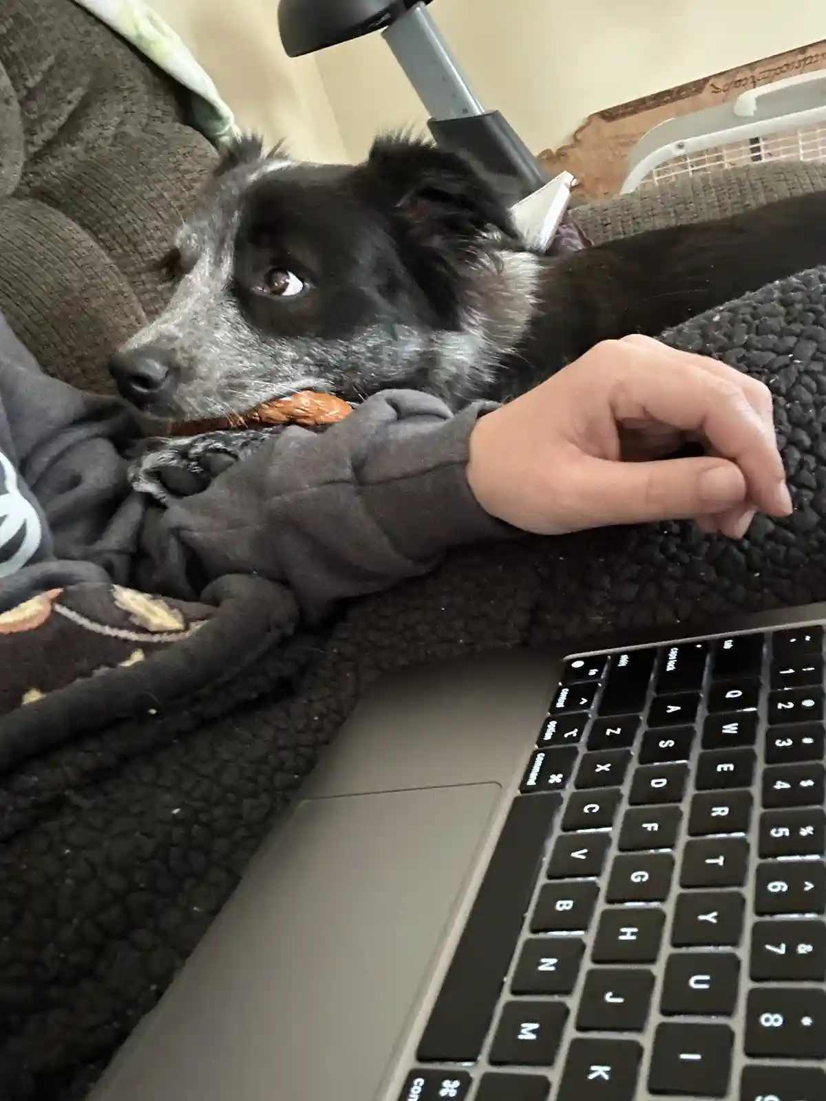 A black and grey dog with a brown chew toy in its mouth lies on a couch next to a laptop, looking up with a tired…
