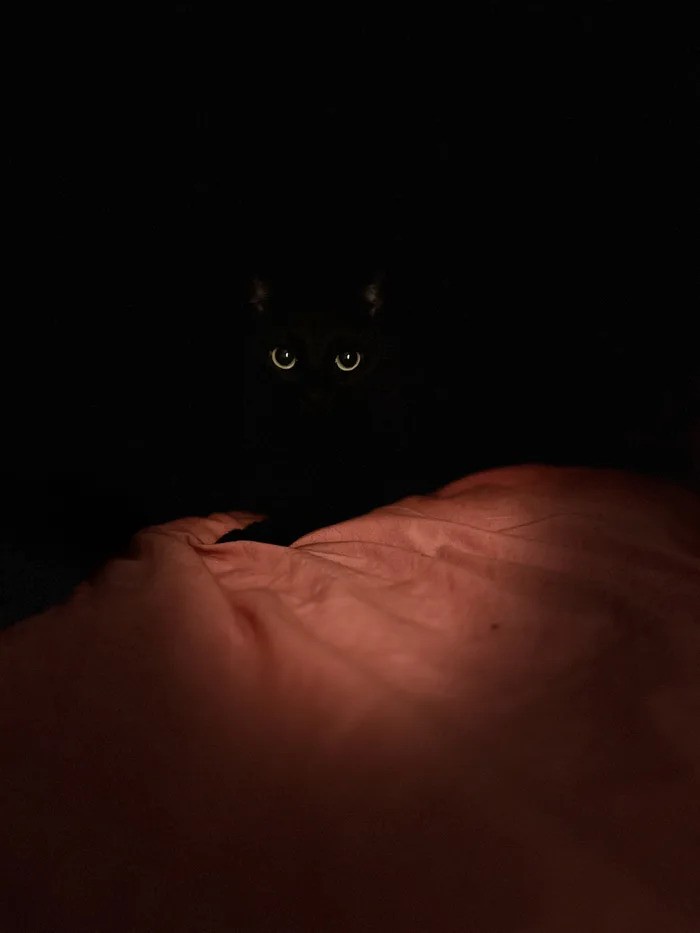 A black cat's glowing eyes peer out from complete darkness, just above a rumpled, dimly lit reddish-orange blanket. The…