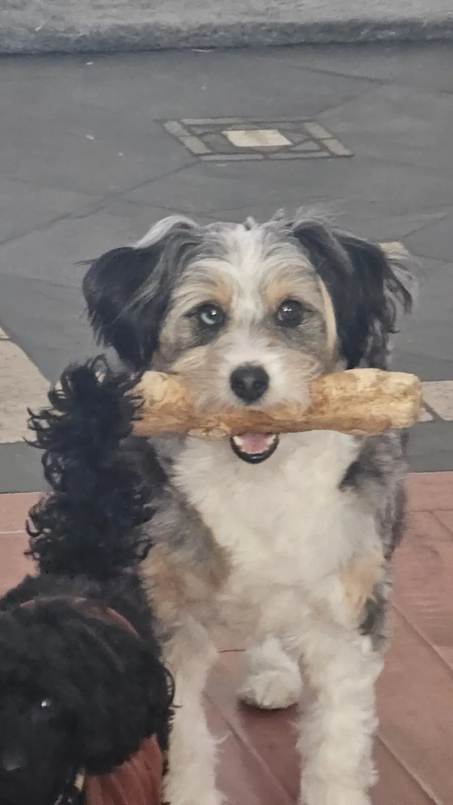 A small, fluffy dog with black, white, and tan fur sits on a tiled sidewalk, holding a large, light-brown chew stick…